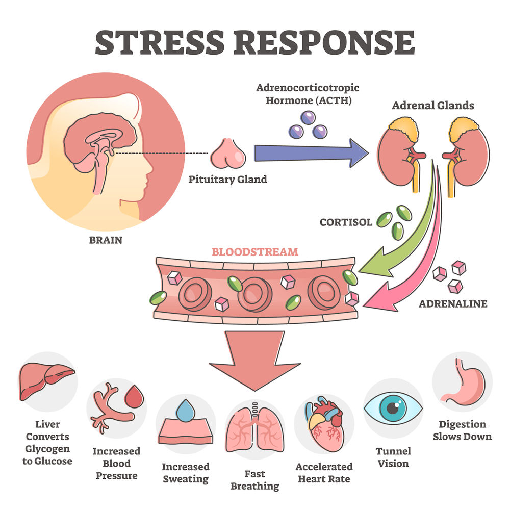 alcohol and cortisol